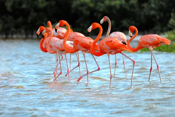 Greater Flamingos in mexico — Stock Photo, Image