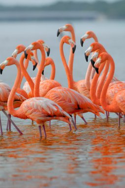 büyük Flamingo, uçuş phoenicopterus çevresi