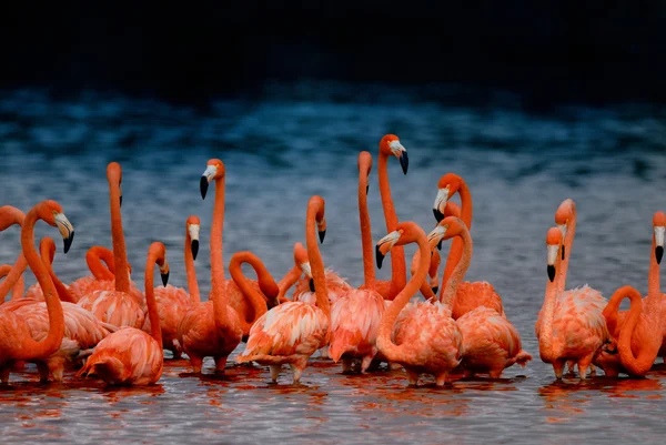 Plameňáci, phoenicopterus roseus, v letu — Stock fotografie