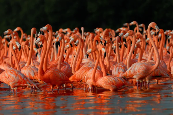 Plameňáci, phoenicopterus roseus, v letu — Stock fotografie