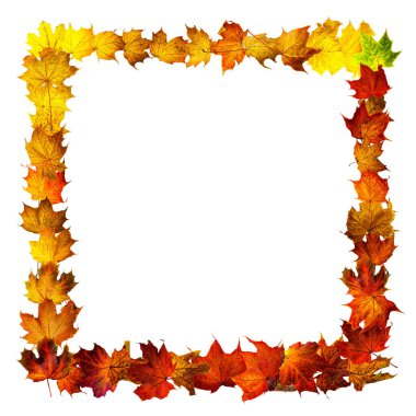 Renkli sonbahar akçaağaç yapraklarından oluşan dikdörtgen çerçeve beyaza izole edilmiş. Kurumuş yaprakların dikdörtgen çerçevesi. Sonbahar kompozisyonu. Metin üstü görünümü için arkaplan.