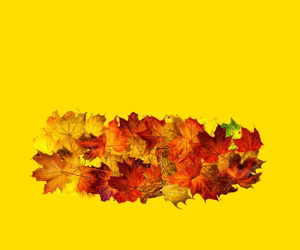 黄色に孤立した列に落ちたカエデの葉 テキストトップビューのためのスペース付きの背景 テキストトップビューのためのスペースを持つ背景 — ストック写真