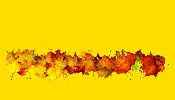 Fallen Maple Leaves Row Isolated Yellow Background Space Text Top — Stock Photo, Image