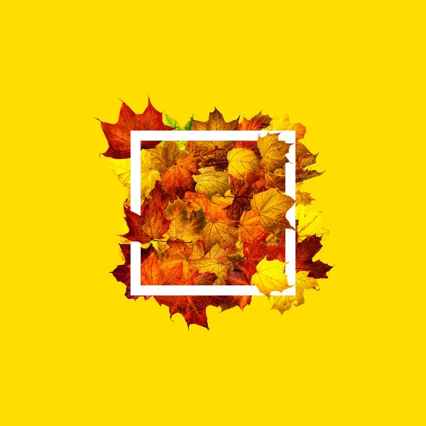 White Rectangle Frame Colorful Autumn Maple Leaves Isolated Yellow Autumn — Stock Photo, Image