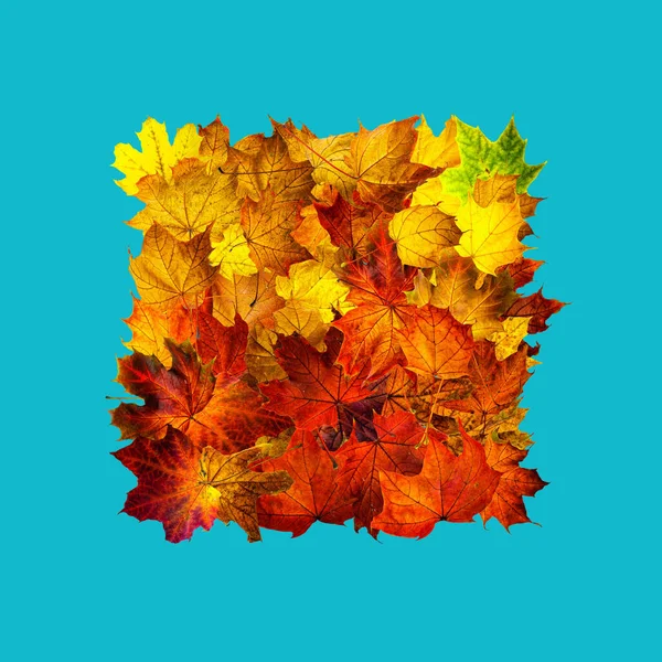 五彩缤纷的秋天枫叶的矩形框架被水的颜色隔开了 干树叶的正方形框架 秋天的作文 具有文本顶视图空间的背景 — 图库照片