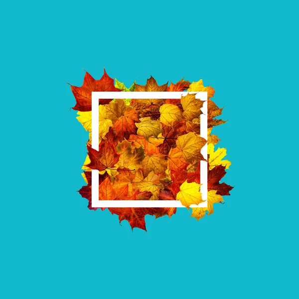 白色的长方形框架和五彩缤纷的秋天枫叶隔离在水的颜色上 秋天的构图与正方形框架 具有文本顶视图空间的背景 — 图库照片