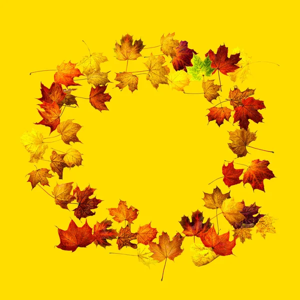 Colorful autumn leaves isolated on yellow background. Border frame of colorful maple leaves.
