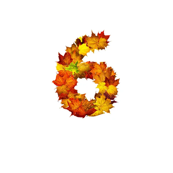 Colorful Autumn Leaves Isolated White Background Number Six Number Six — Stock Photo, Image
