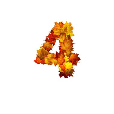 Renkli sonbahar yaprakları beyaz arka planda dört numara olarak izole edilmiş. Dört numara..