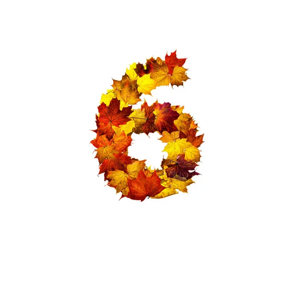 Colorful Autumn Leaves Isolated White Background Number Six Number Six — Stock Photo, Image