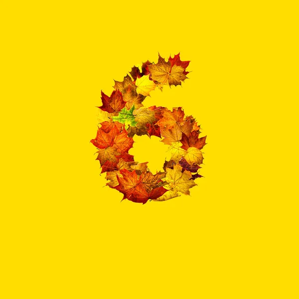 Folhas Outono Coloridas Isoladas Fundo Amarelo Como Número Seis Número — Fotografia de Stock