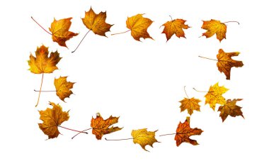 Beyaz arka planda izole edilmiş renkli sonbahar yaprakları. Renkli akçaağaç yapraklarının kenar çerçevesi.