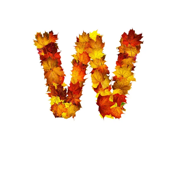 色彩斑斓的秋天树叶 以白色背景为背景 以字母W隔离 — 图库照片