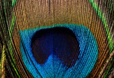 Tavuskuşu tüyü beyaz arkaplanda izole edilmiş. Makro atış. Yakın plan..