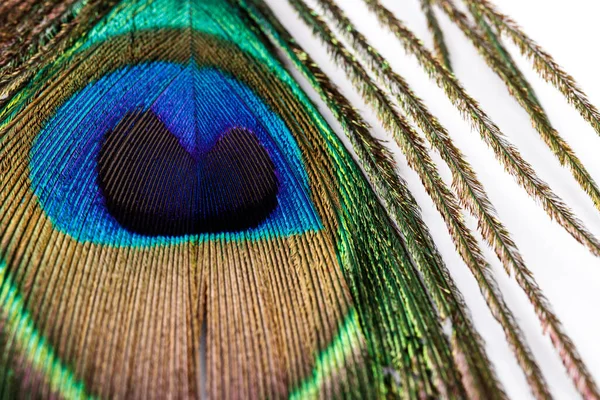 Peacockovo Pero Makro Detailní Záběr — Stock fotografie