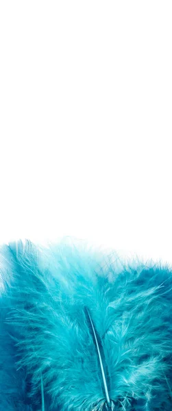 Modré Peří Izolované Bílém Pozadí Makro Detailní Záběr — Stock fotografie