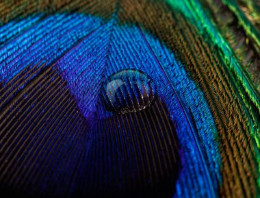 Tavus kuşu tüyüne su damlası. Makro atış. Yakın plan..