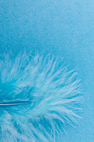 Blue feather on blue paper background. Macro shot. Close-up.