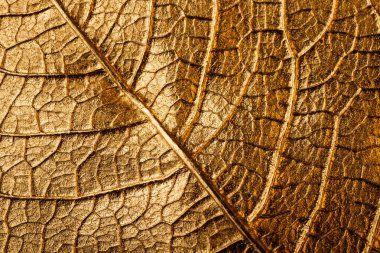 Arka planda altın Noel yaprağı var. Poinsettia. Makro.