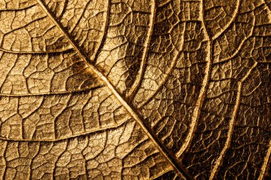 Arka planda altın Noel yaprağı var. Poinsettia. Makro.