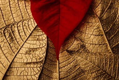 Altın Noel çiçeği arka planda kalır. Poinsettia. Makro.