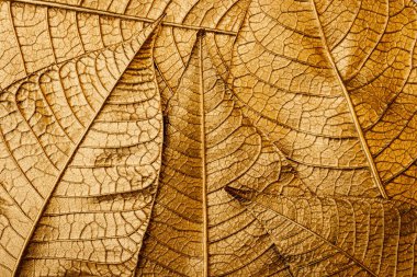 Altın Noel çiçeği arka planda kalır. Poinsettia. Makro.