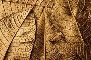 Altın Noel çiçeği arka planda kalır. Poinsettia. Makro.