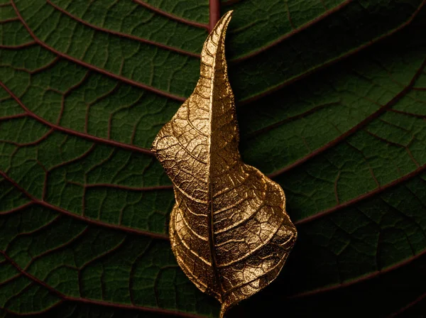 Golden Green Christmas Flower Leaves Background Poinsettia Macro — Stock Photo, Image