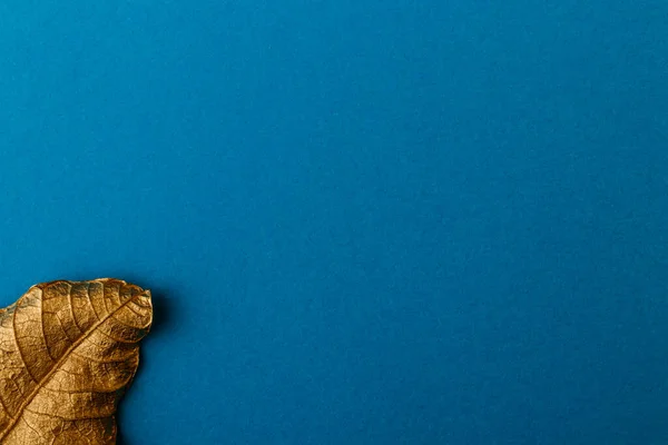 Золотой Лист Голубой Бумажной Карточкой Золотой Лист Синем Фоне Минимальная — стоковое фото