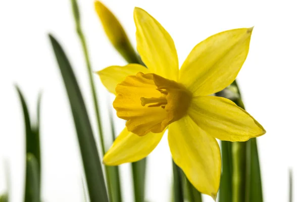 Narciso Isolado Fundo Branco Cultivar Botões Flores Narciso Flor Primavera — Fotografia de Stock