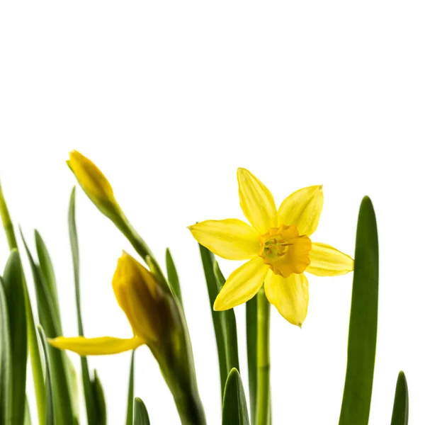 Narcissus Isolerad Vit Bakgrund Växande Narcisser Blomknoppar Vårblomma — Stockfoto