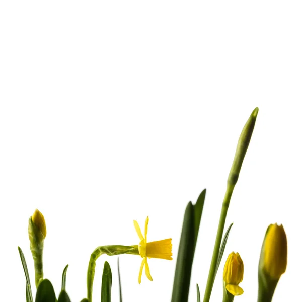 Narcissen Geïsoleerd Witte Achtergrond Bloemknoppen Van Narcissen Voorjaarsbloem — Stockfoto