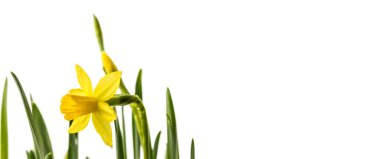 Narcissus beyaz arka planda izole edilmiş. Büyüyen narsisli çiçek tomurcukları. Bahar çiçeği.