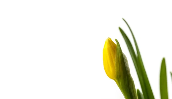 Narciso Isolado Fundo Branco Crescendo Botão Flor Narciso Flor Primavera — Fotografia de Stock