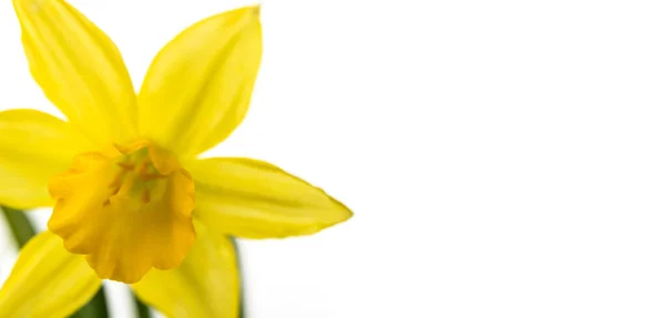 Narciso Isolado Fundo Branco Crescendo Botão Flor Narciso Flor Primavera — Fotografia de Stock