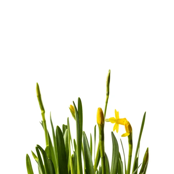 Narciso Isolado Fundo Branco Cultivar Botões Flores Narciso Flor Primavera — Fotografia de Stock