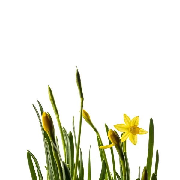 Нарцис Ізольований Білому Тлі Вирощування Бутонів Нарцисів Весняна Квітка — стокове фото