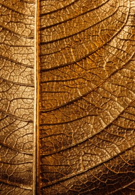 Arka planda altın Noel yaprağı var. Poinsettia. Makro. Doku.