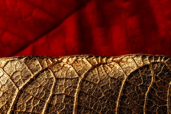 Golden Red Christmas Flower Leaves Background Poinsettia Macro — Stock Photo, Image