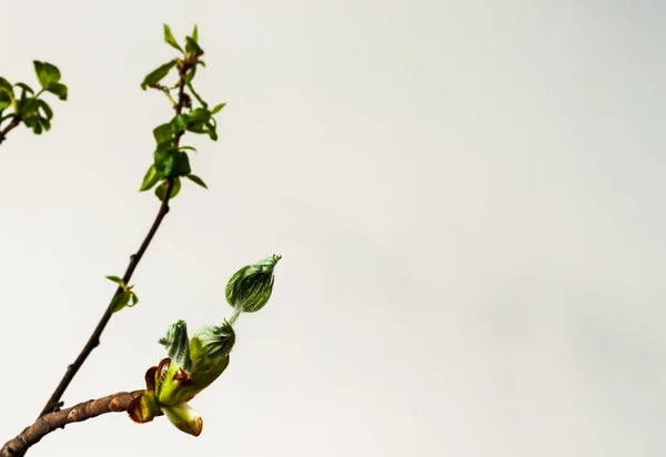 Chestnut Sprouts Buds Copy Space Growing Leaves Springtime Macro — Stock Photo, Image