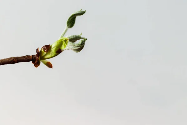 Chestnut Sprouts Buds Copy Space Growing Leaves Springtime Macro — Stock Photo, Image