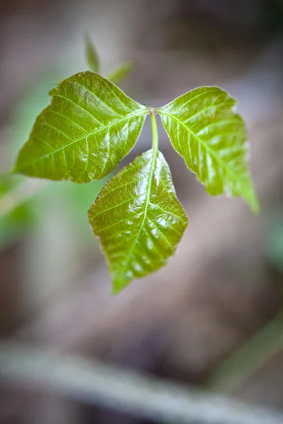 Poison ivy blad — Stockfoto