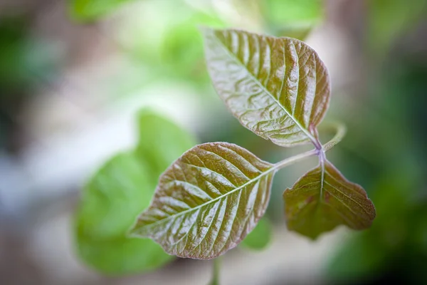 Poison Ivy leaves — Stock Photo, Image