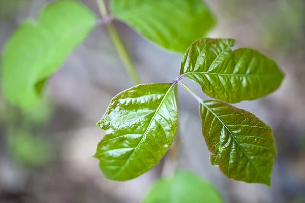 Hiedra venenosa hojas —  Fotos de Stock