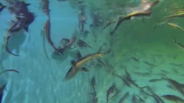 Fiatal sterlet úszik a medencében — Stock videók