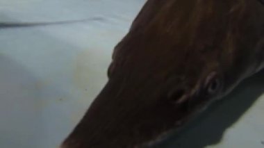 Genç sterletler havuzda yüzüyor.