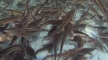 Genç sterletler havuzda yüzüyor.