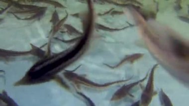 Genç sterletler havuzda yüzüyor.