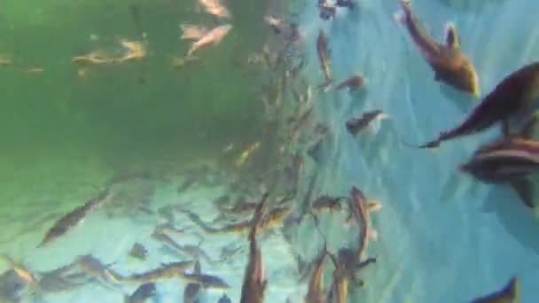 Esterillas jóvenes nadan en la piscina — Vídeo de stock