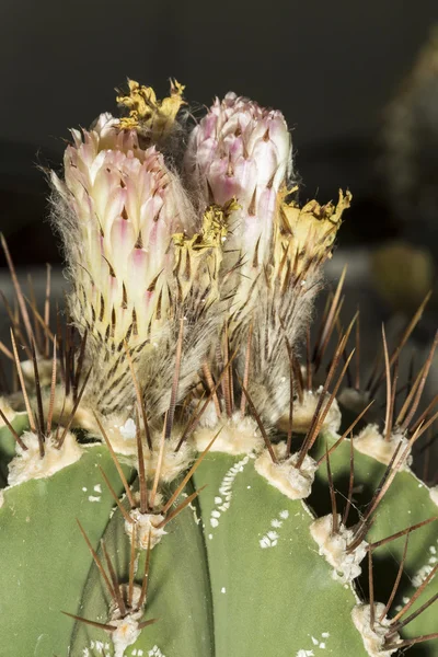 Fiore di un Astrophytum ornatum o berretto vescovile — Foto Stock